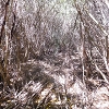 Plants: image 87 Of 208 Thumb